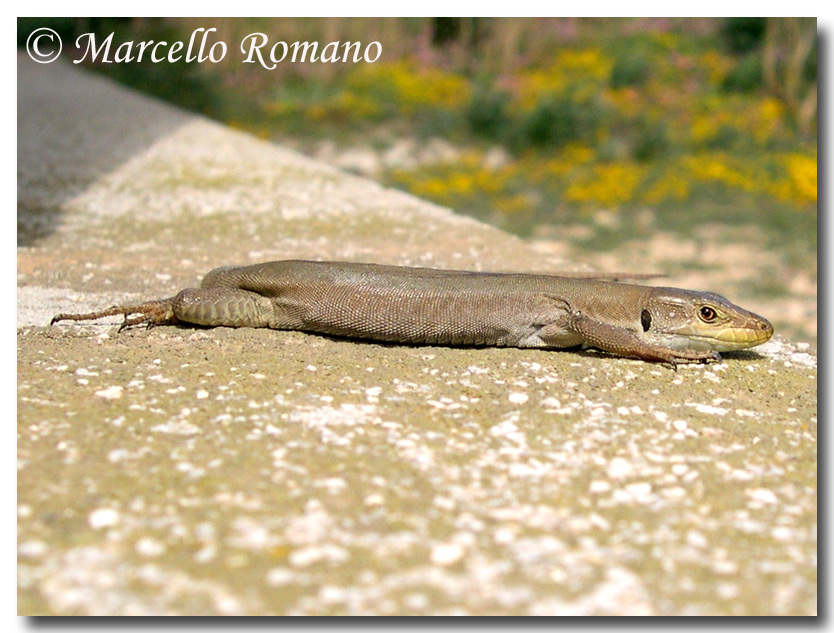 Una Podarcis siculus dalla livrea omogenea